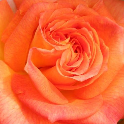 Online rózsa kertészet - virágágyi floribunda rózsa - narancssága - rózsaszín - Rosa Feurio ® - diszkrét illatú rózsa - W. Kordes & Sons - ,-